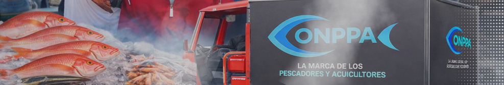 Nuestras categorí­as
