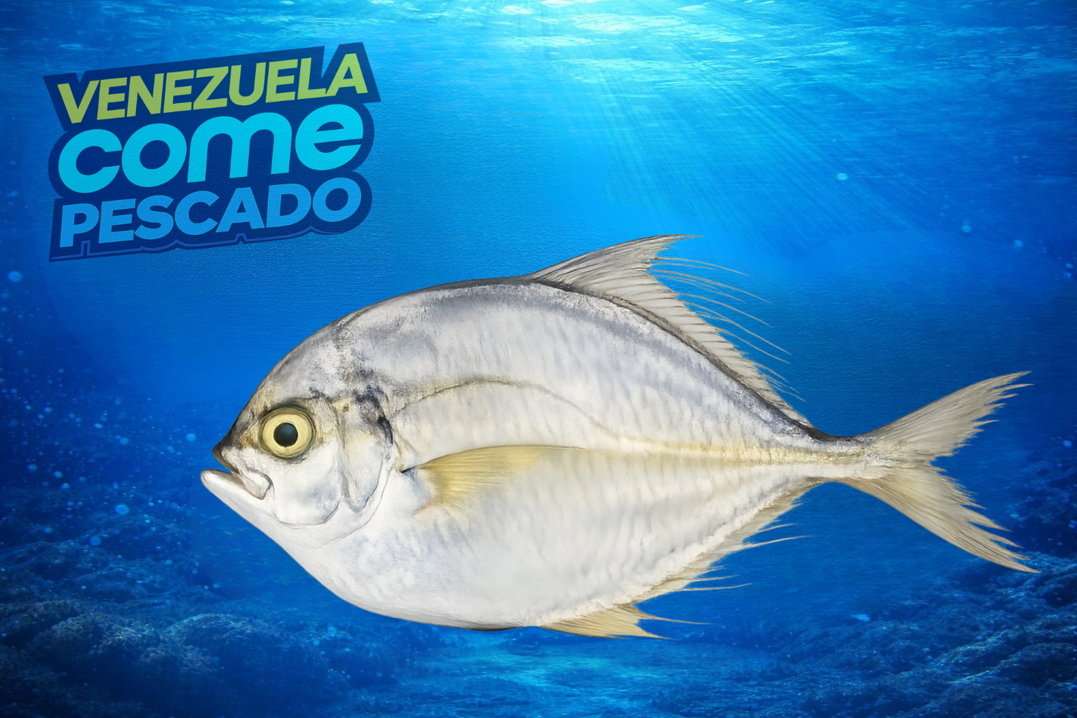 Palometa