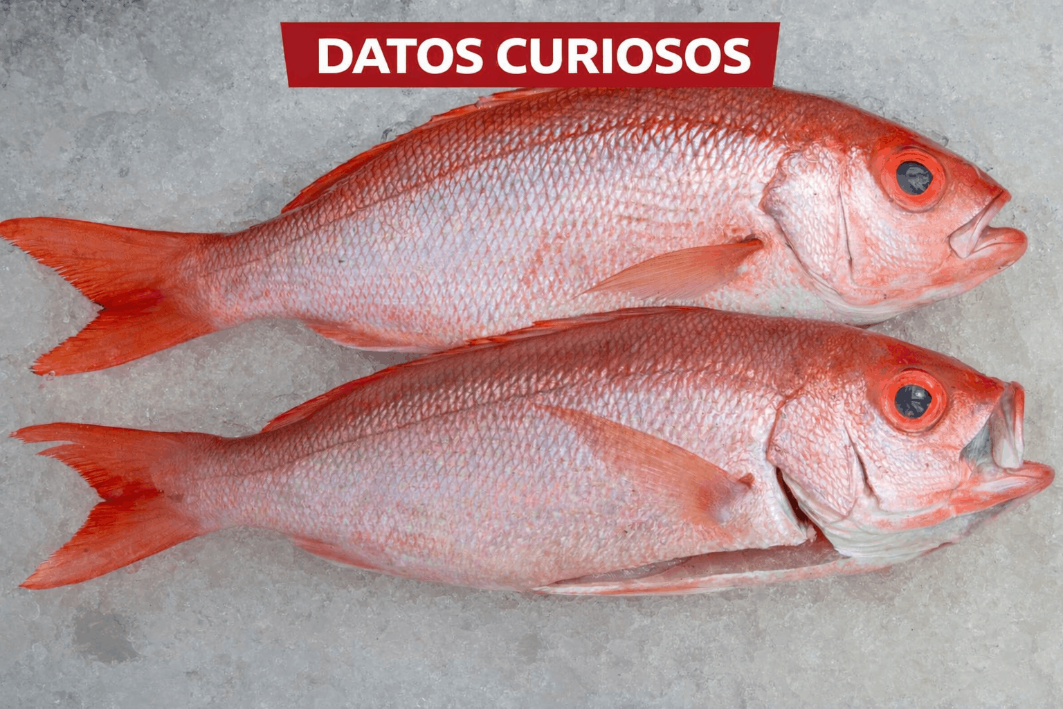 Dato Curioso: El Pargo Rojo, Tesoro del Mar